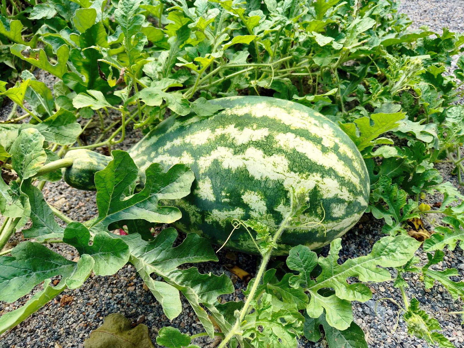 Fresh watermelon sitting among sprawling green vines on gravelly soil.