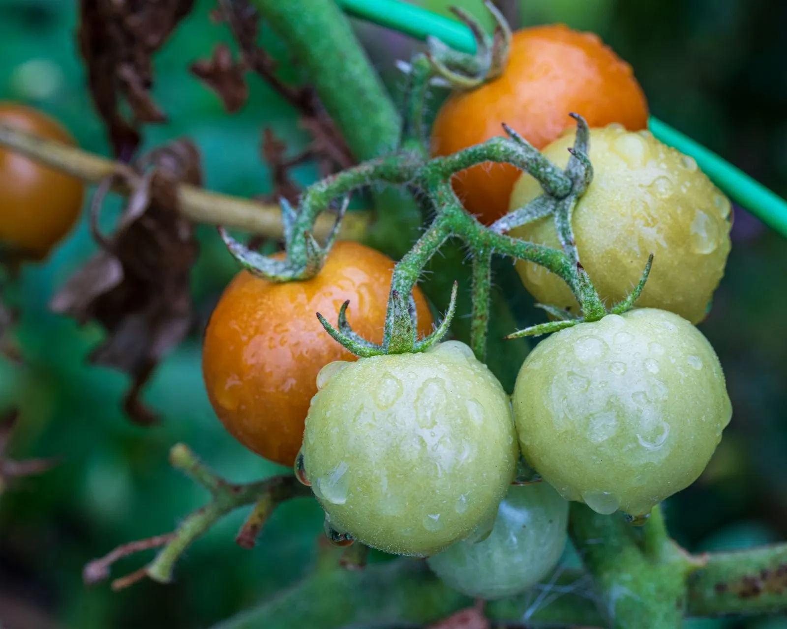Macro image of ripe and unripe tomatoes on the vine with fresh dew drops in a garden setting.